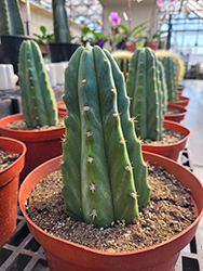 San Pedro Cactus (Trichocereus pachanoi) at Lakeshore Garden Centres