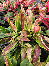 Sherbert Hawaiian Ti Plant (Cordyline fruticosa 'Sherbert') at Lakeshore Garden Centres
