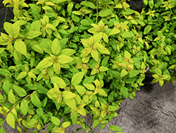 Little Spark Spirea (Spiraea japonica 'MINSPIL04') at Lakeshore Garden Centres