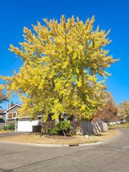 Silver Maple (Acer saccharinum) at Lakeshore Garden Centres