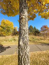 Common Hackberry (Celtis occidentalis) at Lakeshore Garden Centres