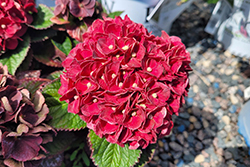 Heart Throb  Hydrangea (Hydrangea macrophylla 'Hortmagitri') at Lakeshore Garden Centres