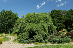 Weeping White Pine (Pinus strobus 'Pendula') at Lakeshore Garden Centres