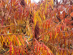 Tiger Eyes Sumac (Rhus typhina 'Bailtiger') at Lakeshore Garden Centres