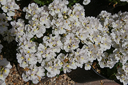 Angelart Almond Nemesia (Nemesia 'Angelart Almond') at Lakeshore Garden Centres