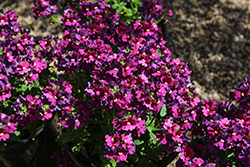 Escential Bumbleberry Nemesia (Nemesia 'Escential Bumbleberry') at Lakeshore Garden Centres