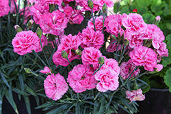 Odessa Twiggy Pinks (Dianthus caryophyllus 'Odessa Twiggy') at Lakeshore Garden Centres