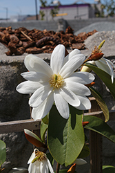 Fairy White Magnolia (Magnolia 'MicJur05') at Lakeshore Garden Centres
