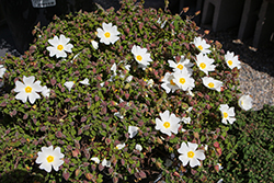 Sageleaf Rockrose (Cistus salviifolius) at Lakeshore Garden Centres