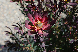 Blush Conebush (Leucadendron salignum 'Blush') at Lakeshore Garden Centres