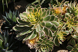 Sunburst Aeonium (Aeonium 'Sunburst') at Lakeshore Garden Centres