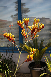Harmony Kangaroo Paw (Anigozanthos 'Harmony') at Lakeshore Garden Centres