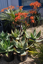 Blue Flame Agave (Agave 'Blue Flame') at Lakeshore Garden Centres