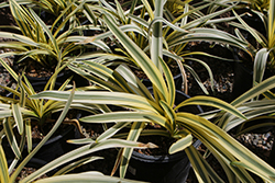 Queen Of The Nile Agapanthus (Agapanthus 'Queen Of The Nile') at Lakeshore Garden Centres