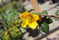 California Flannel Bush (Fremontodendron californicum) at Lakeshore Garden Centres