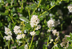 Snow Flurry California Lilac (Ceanothus thyrsiflorus 'Snow Flurry') at Lakeshore Garden Centres