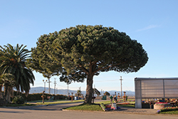 Stone Pine (Pinus pinea) at Lakeshore Garden Centres