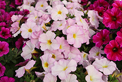 SuperCal Premium Pink Mist Petchoa (Petchoa 'SAKPXC039') at Lakeshore Garden Centres