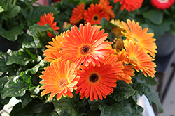 Majorette Sunset Orange Gerbera Daisy (Gerbera 'Majorette Sunset Orange') at Lakeshore Garden Centres