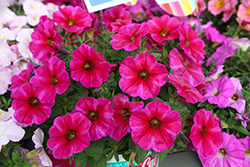 SuperCal Premium Rose Star Petchoa (Petchoa 'SAKPXC038') at Lakeshore Garden Centres