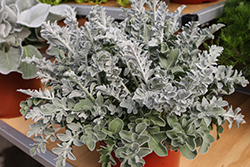 Silver Oak Centaurea (Centaurea 'Silver Oak') at Lakeshore Garden Centres