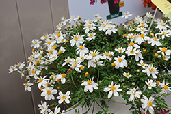 Bee Meadow Bidens (Bidens 'Bee Meadow') at Lakeshore Garden Centres