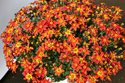 Beezar Fire Wheel Bidens (Bidens 'Fire Wheel') at Lakeshore Garden Centres