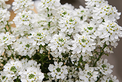 Candy Ice Candytuft (Iberis sempervirens 'Candy Ice') at Lakeshore Garden Centres