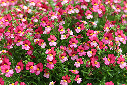 Nessie Plus Berry Delight Nemesia (Nemesia 'Nessie Plus Berry Delight') at Lakeshore Garden Centres
