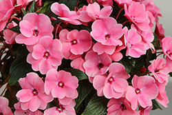 Painted Select Light Pink New Guinea Impatiens (Impatiens hawkeri 'Paradise Select Light Pink') at Lakeshore Garden Centres