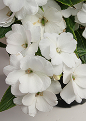 Painted Select Cabano White New Guinea Impatiens (Impatiens hawkeri 'Paradise Select Cabano White') at Lakeshore Garden Centres
