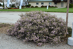 Confetti Bush (Coleonema pulchellum) at Lakeshore Garden Centres