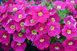 Cascadias Romancero Petunia (Petunia 'Cascadias Romancero') at Lakeshore Garden Centres