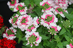Vanessa Compact Bicolor Marshmallow Verbena (Verbena 'Vanessa Compact Bicolor Marshmallow') at Lakeshore Garden Centres