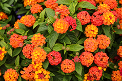Gem Citrine Lantana (Lantana camara 'Gem Citrine') at Lakeshore Garden Centres