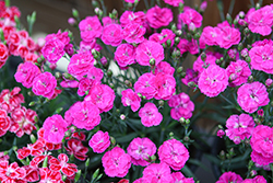 Delilah Purple Dianthus (Dianthus 'Delilah Purple') at Lakeshore Garden Centres