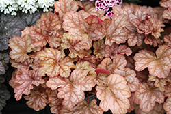 Kira Arizona Coral Bells (Heuchera 'Kira Arizona') at Lakeshore Garden Centres