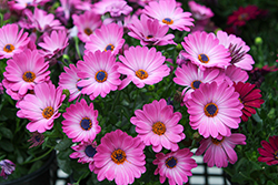 Besties Optimistic Pink African Daisy (Osteospermum ecklonis 'Besties Optimistic Pink') at Lakeshore Garden Centres