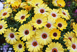 Besties Positive Yellow African Daisy (Osteospermum ecklonis 'Besties Positive Yellow') at Lakeshore Garden Centres
