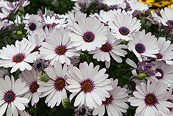 Besties Trusty Amethyst African Daisy (Osteospermum ecklonis 'Besties Trusty Amethyst') at Lakeshore Garden Centres