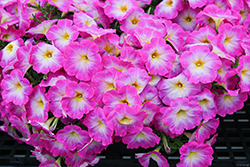 Cascadias Fantasy Hot Pink Petunia (Petunia 'Cascadias Fantasy Hot Pink') at Lakeshore Garden Centres