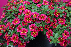 Colibri Exotic Red Bling Calibrachoa (Calibrachoa 'Colibri Exotic Red Bling') at Lakeshore Garden Centres