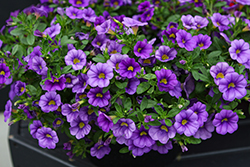 Colibri Dark Lavender Calibrachoa (Calibrachoa 'Colibri Dark Lavender') at Lakeshore Garden Centres