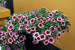 Eyeconic Strawberry Calibrachoa (Calibrachoa 'Eyeconic Strawberry') at Lakeshore Garden Centres