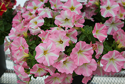 Amore Princess Pink Petunia (Petunia 'Amore Princess Pink') at Lakeshore Garden Centres