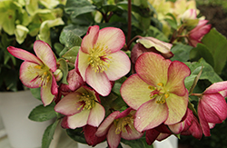 HGC Ice N' Roses Rosado Hellebore (Helleborus 'COSEH 5400') at Lakeshore Garden Centres