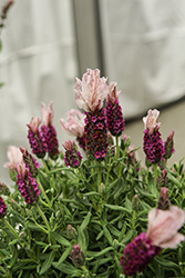 Castilliano 2.0 Rose Spanish Lavender (Lavandula stoechas 'Castilliano 2.0 Rose') at Lakeshore Garden Centres