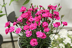 Delilah Purple Dianthus (Dianthus 'Delilah Purple') at Lakeshore Garden Centres