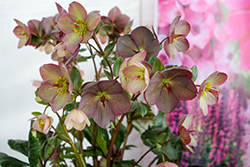 HGC Ice N' Roses Rose Hellebore (Helleborus 'COSEH 4200') at Lakeshore Garden Centres