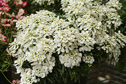 Whistler White Candytuft (Iberis sempervirens 'Whistler White') at Lakeshore Garden Centres